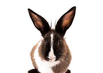 Rabbit / Guinea Pig