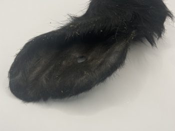 Hairy cows ears