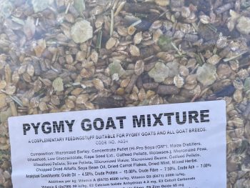 Pygmy Goat Mix dry
