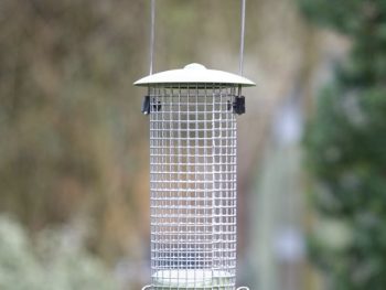 Miami wild bird peanut feeder