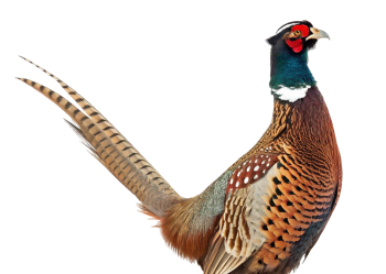 Pheasant